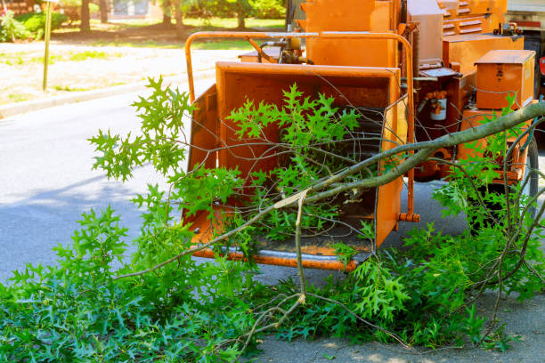 Best Stump Grinding and Removal  in West Hattiesburg, MS