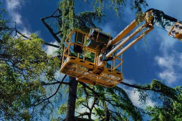 Best Arborist Consultation Services  in West Hattiesburg, MS