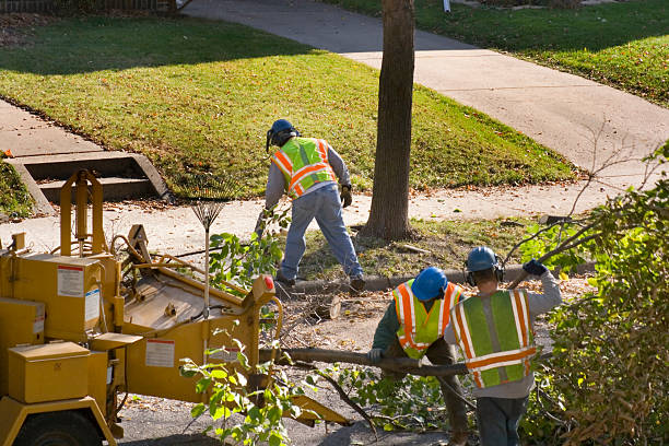 Best Hedge Trimming  in West Hattiesburg, MS